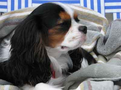 Kenly Cavalier